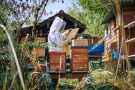 Bienenschwarm-Hoengg